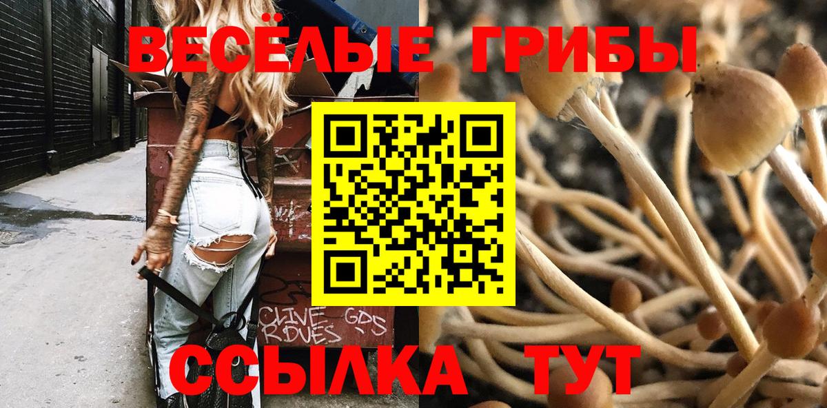 Галлюциногенные грибы Psilocybe Котовск
